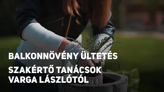 Balkonnövény ültetés az alapoktól – Szakértő tanácsok Varga Lászlótól