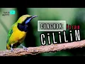 Download Lagu 🔴CUNGKOK ISIAN CILILIN JERNIH FULL DURASI PANJANG JEDA 1MENIT