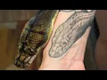 Should you genetic test your Ball Pythons