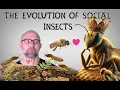 Download Lagu The Social Lives of Insects Ep2: The Evolution of Social Insects