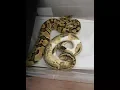 What are het pied makers and what to look for