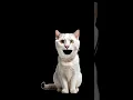Download Lagu APT. - Kitty Meow Meow Remix #apt