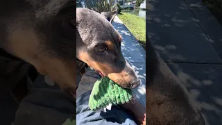 #fypシ #Fyp #Dream #doberman #pets
