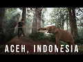 Download Lagu Aceh Indonesia - Menarik BANGAT Budaya Aceh! Tidur dengan GAJAH!