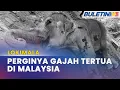 LOKIMALA | Gajah Tertua Di Malaysia Mati Pada Usia 86 Tahun