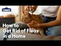How to Get Rid of Fleas in Your Home Guide
