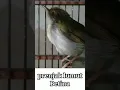 Download Lagu prenjak lumut betina