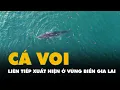 Download Lagu Cá voi mẹ con liên tiếp xuất hiện ở vùng biển Gia Lai, Đắk Lắk