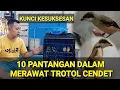 PANTANGAN DALAM MERAWAT CENDET TROTOL || Kunci kesuksesan mencetak dan memaster trotol cendet