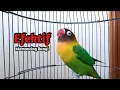 Suara Lovebird NGEKEK PANJANG EFEKTIF Memancing BUNYI, Lovebird Macet BISU PASTI Langsung NYAUT