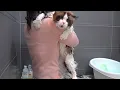 Download Lagu 괴성이 난무하는 고양이 목욕 현장
