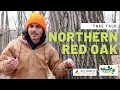 Tree Talk Northern Red Oak