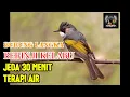 Download Lagu Masteran Kasar Burung Berinji KelabuTerbaik Buat Juri Melirik