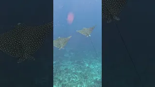 Eagle Rays! #tobagocays #sealife