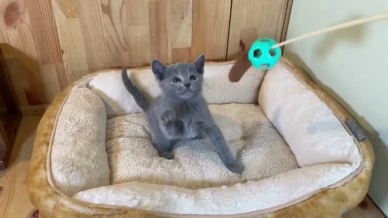 動画