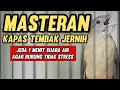 Download Lagu Masteran KAPAS TEMBAK GACOR jernih dengan jeda 1 menit suara air untuk masteran murai batu dll
