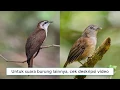 Lagu Suara Burung Kedasih VS Pelanduk Semak Bersahutan Asli dari Alam