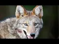 The Lone Hunter No One Can Outsmart | Meet the Coyote