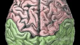 Download Isolated brain | Wikipedia audio article MP3