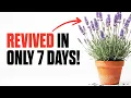 My Lavender Looked Dead Here s How I Brought It Back