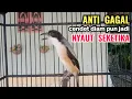 Download Lagu Suara Cendet Gacor Toet toet Efektif Anti Gagal Bikin Cendet Malas pun Langsung Nyaut Bunyi Seketika