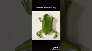 مراحل حياة الضفدع  مراحل حياة الضفدع