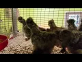 Cuckoo Silkie juvies and black