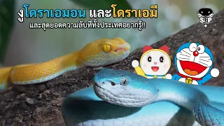 SEP EP.107 มันมีอยู่จริง!! งูโดราเอม่อน และโดราเอมี่ และสิ่งที่คนทั้งประเทศอยากรู้