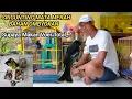 Download Lagu CARA NGEVORIN BURUNG SRIGUNTING MATA MERAH  BAHAN ..YANG KATANYA SUSAH MAKAN VOER.
