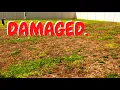What Happens w Too Much Weed and Feed