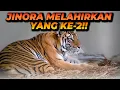 Download Lagu JINORA MELAHIRKAN YANG KE 2 ! PENUH PERJUANGAN !! BEGINI KONIDISI ANAKNYA...