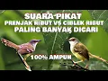 suara pikat kombinasi ciblek ribut vs prenjak ribut paling ampuh 13-12-2022 @AnakDesaKicau