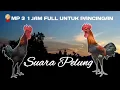 Download Lagu SUARA AYAM PELUNG MP3 FULL 1 JAM | UNTUK MANCING SUARA PEJANTAN  BERKOKOK PANJANG MERDU