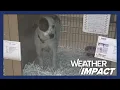 Shelters reunite St Louis pets with owners after tornado offer vital aid