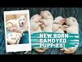 Newborn Samoyed puppies