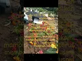 Download Lagu Ibu Kini Ku Hilang Tempat Mengadu #yanikitengchannel #shorts