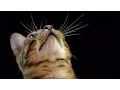 Download How do Cats Use Their Whiskers? Slow-Motion | Cats Uncovered | BBC mp4 3gp mp3 videos - waplic
