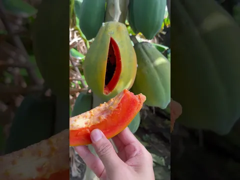 Enjoy sweet papayas straight from the tree
