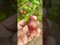 Download Lagu small fruit#pomegranate #small #farming