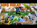 Download Lagu Pikat Super Ampuh Untuk Kawanan Burcil Liar #Coba saja buktikan sendiri ❗