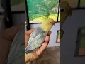 Download Lagu Fischer lovebirds in their fullest bloom. Violet parblue sable pied #birds #lovebirdsfarming