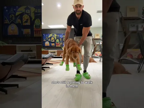 Trying On Dog Crocs! #goldenretriever #dogcrocs #dogdad