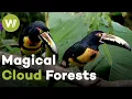 Lagu Ecuador: Hope for the Cloud Forests and Their Unique Wildlife | Paradise Preserved (2/5)
