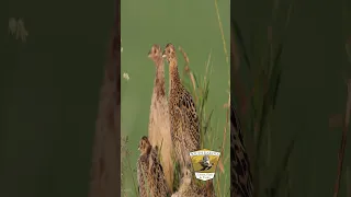 A Pheasants Year - episode 2