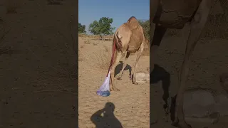 ولادة الجمل تكون بسبب الريح Arbic جمل Youtubeshorts  ولادة الجمل تكون بسبب الريح Arbic جمل Youtubeshorts