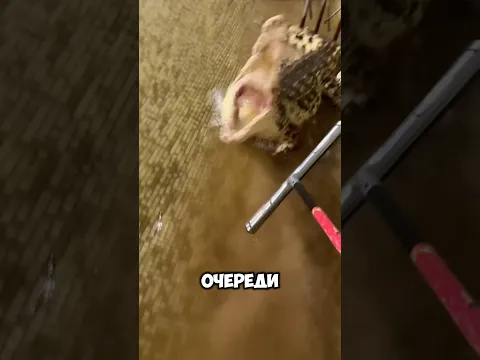Беляш недоволен 😡