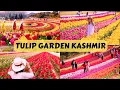 Download Lagu Kashmir Ka Tulip Garden | Tulip Festival 2023 | Best Places To Visit in Srinagar Kashmir Vlog Hindi