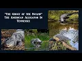 The Ghost of the Swamp The American Alligator In Tennessee