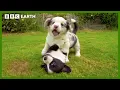 Baby Corgis Learn to Play-Fight Wonderful World of Puppies BBC Earth