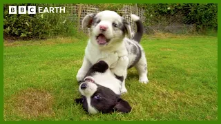 Baby Corgis Learn to Play-Fight Wonderful World of Puppies BBC Earth